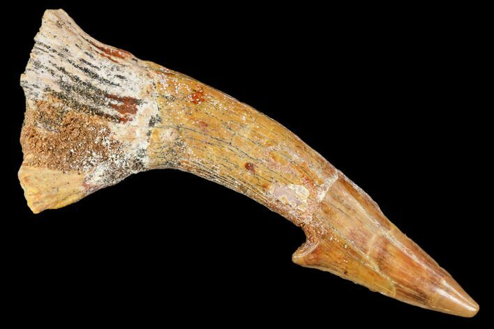 Fossil Sawfish (Onchopristis) Rostral Barb- Morocco #106383